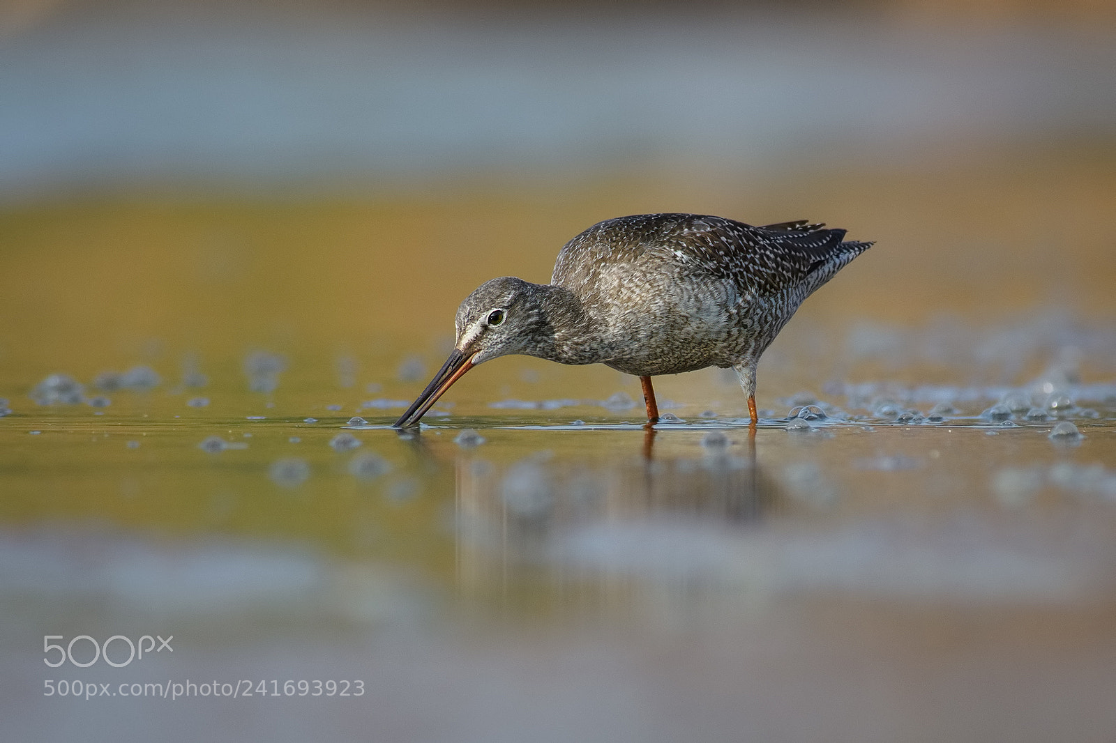 Nikon D500 sample photo. Spotted redshank photography