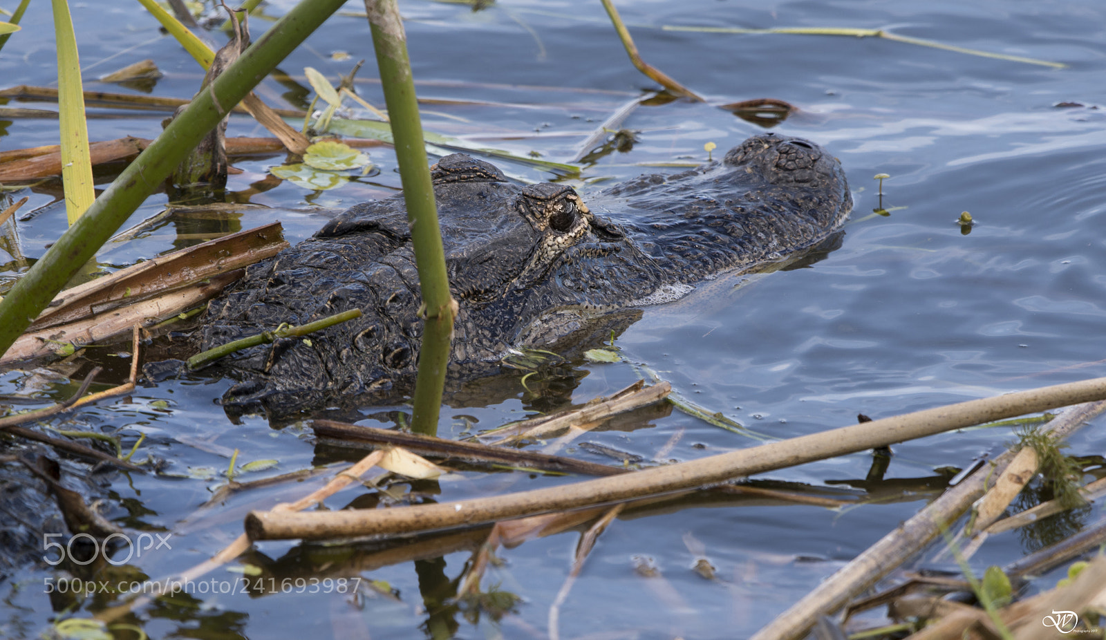 Nikon D500 sample photo. Bubba the american alligator photography