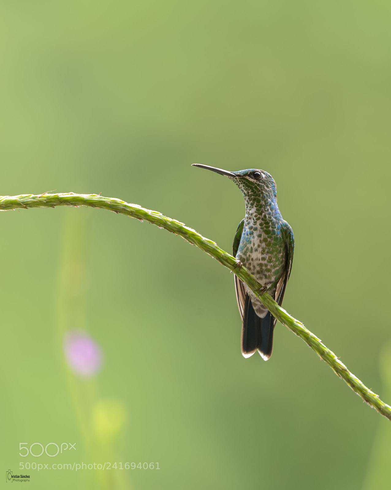 Nikon D4 sample photo. Green-crowned brilliant photography