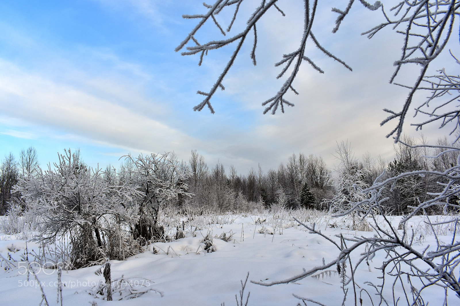 Nikon D3400 sample photo. Замёрзшие photography