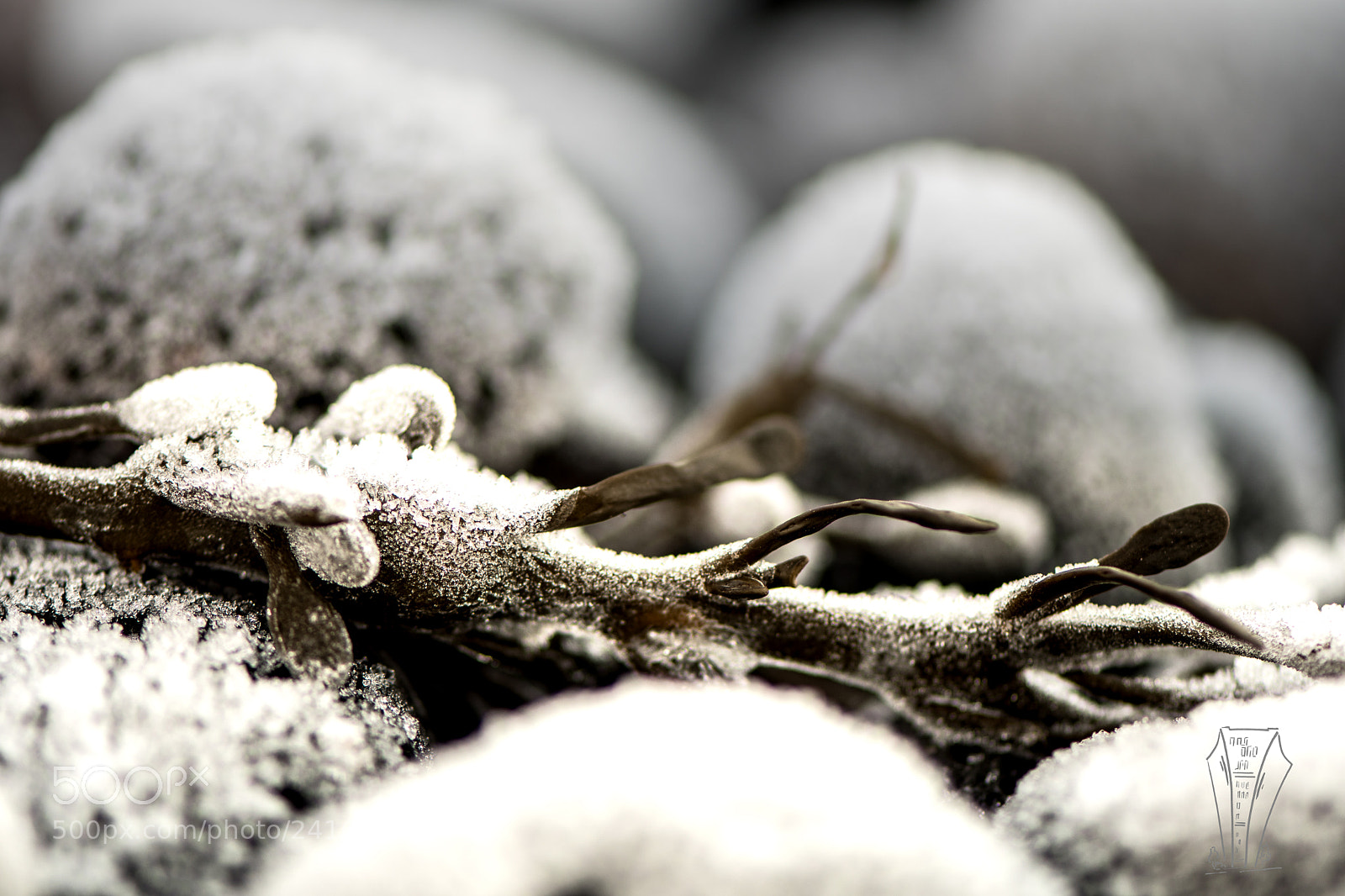 Nikon D500 sample photo. Frozen photography