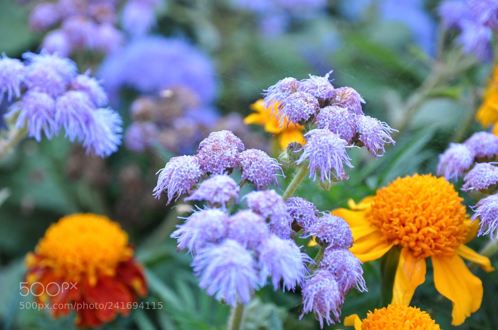 Nikon D90 sample photo. Dacha flowers photography