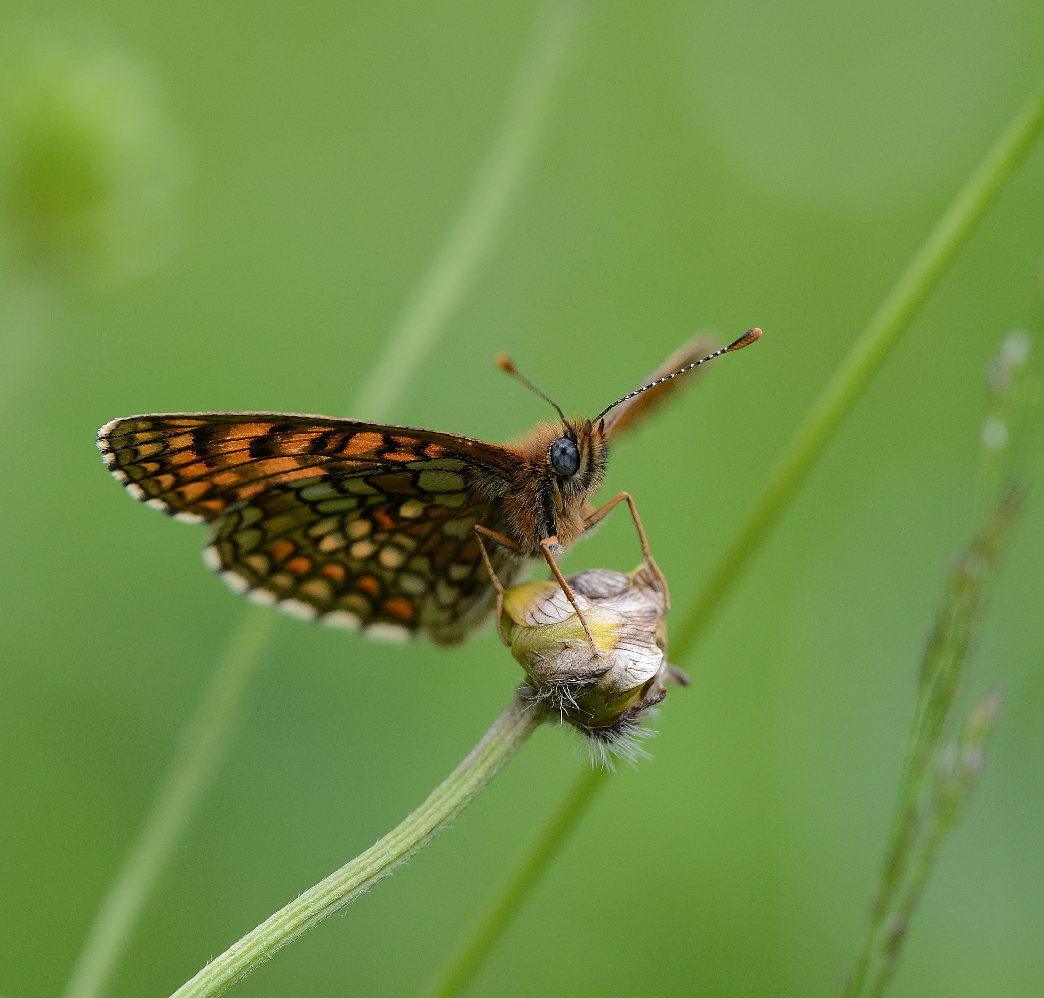 Nikon AF-S Micro-Nikkor 105mm F2.8G IF-ED VR sample photo. Melitaea athalia.Шашечница Аталия. photography