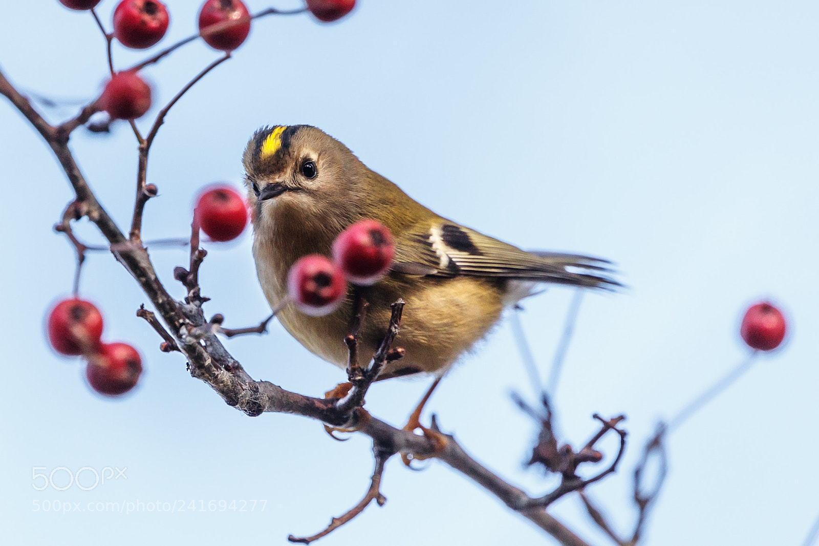 Canon EOS-1D X Mark II sample photo. Goldcrest photography
