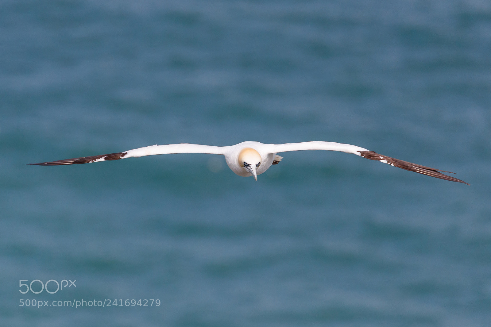 Canon EOS-1D X Mark II sample photo. Gannet photography