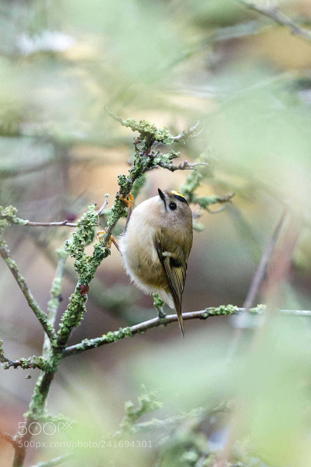 Canon EOS-1D X Mark II sample photo. Goldcrest photography