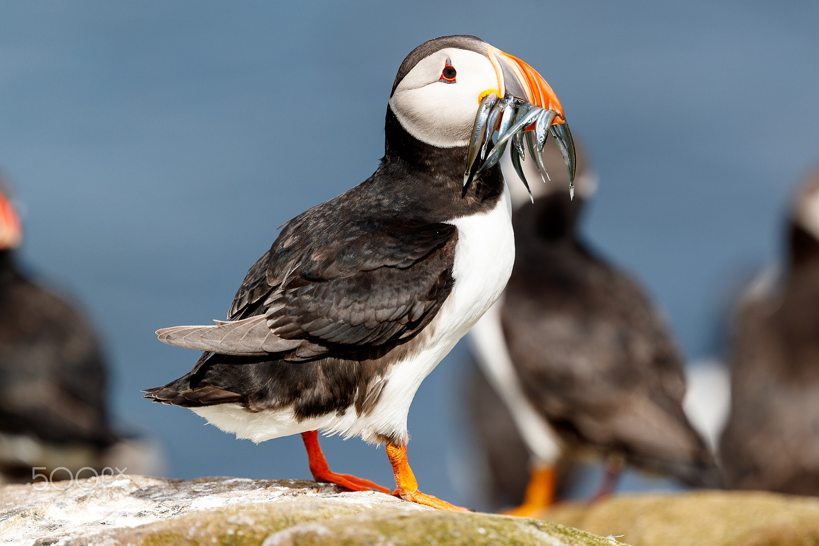 Canon EOS-1D X Mark II sample photo. Puffin photography
