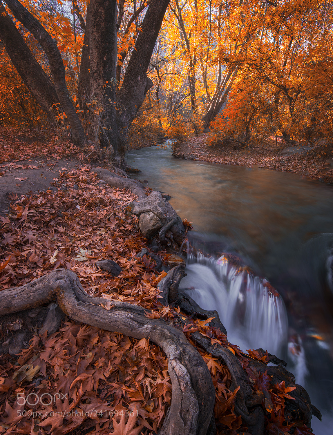 Nikon D810 sample photo. Fall photography