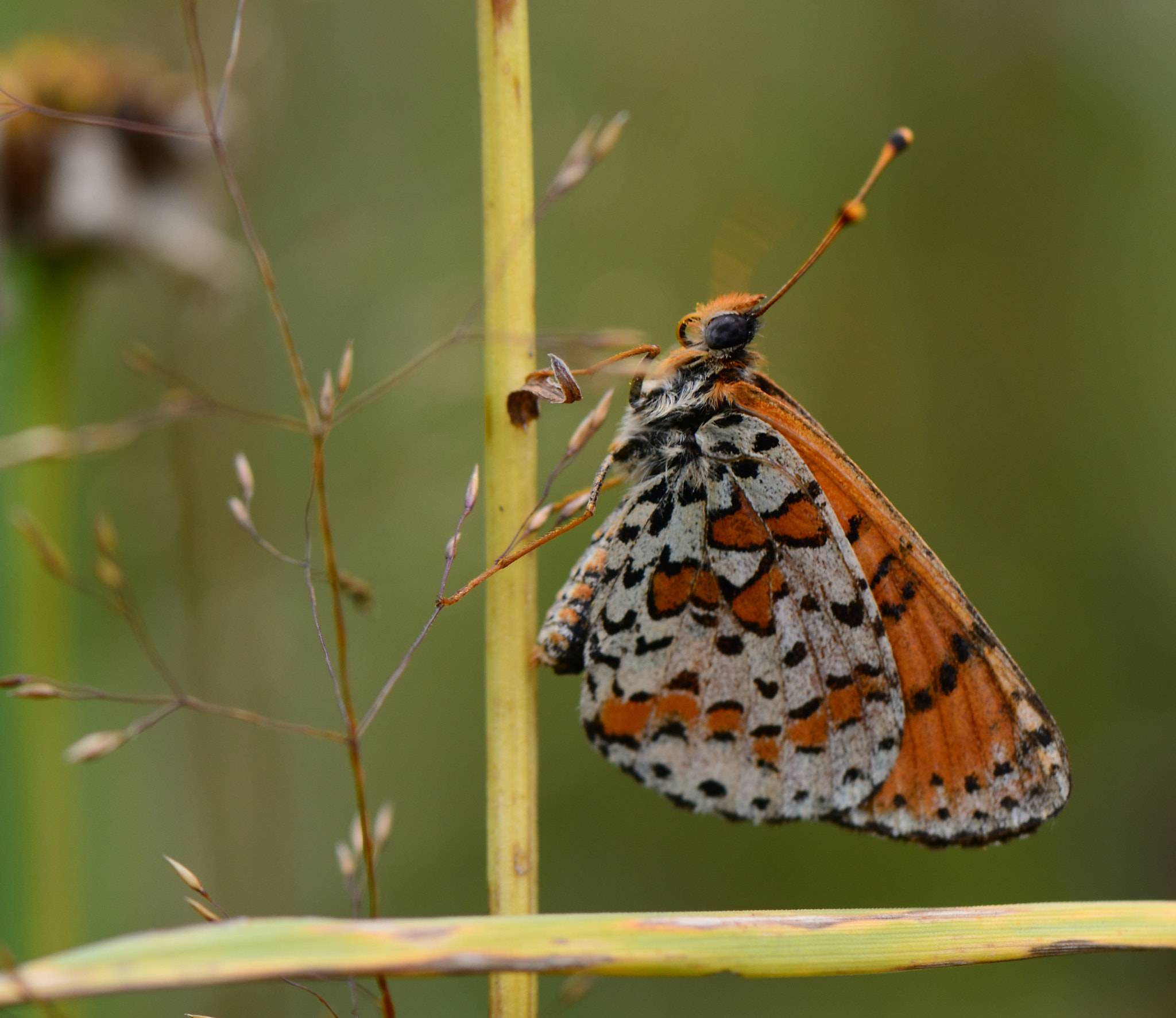 Nikon AF-S Micro-Nikkor 105mm F2.8G IF-ED VR sample photo. Шашечница красная melitaea didyma. photography