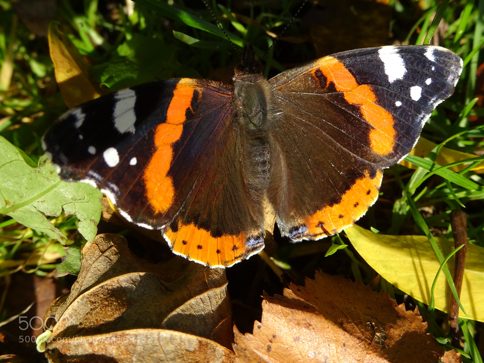 Sony Cyber-shot DSC-WX350 sample photo. Beautiful butterfly photography