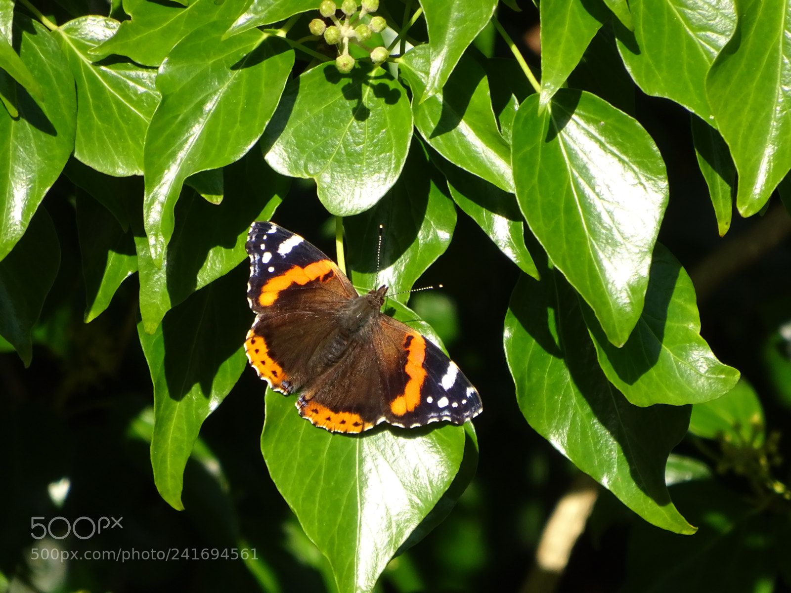 Sony Cyber-shot DSC-WX350 sample photo. Beautiful butterfly photography