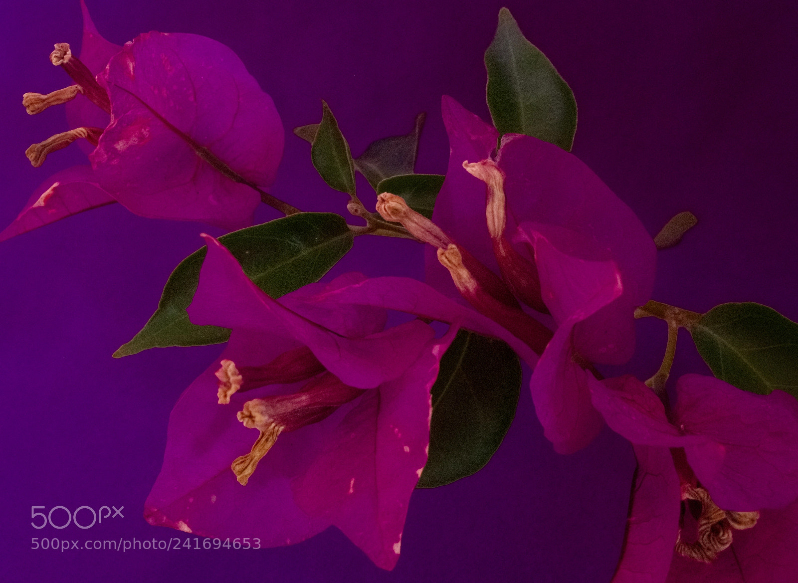 Canon PowerShot G10 sample photo. ...bougainvillea spectabilis photography