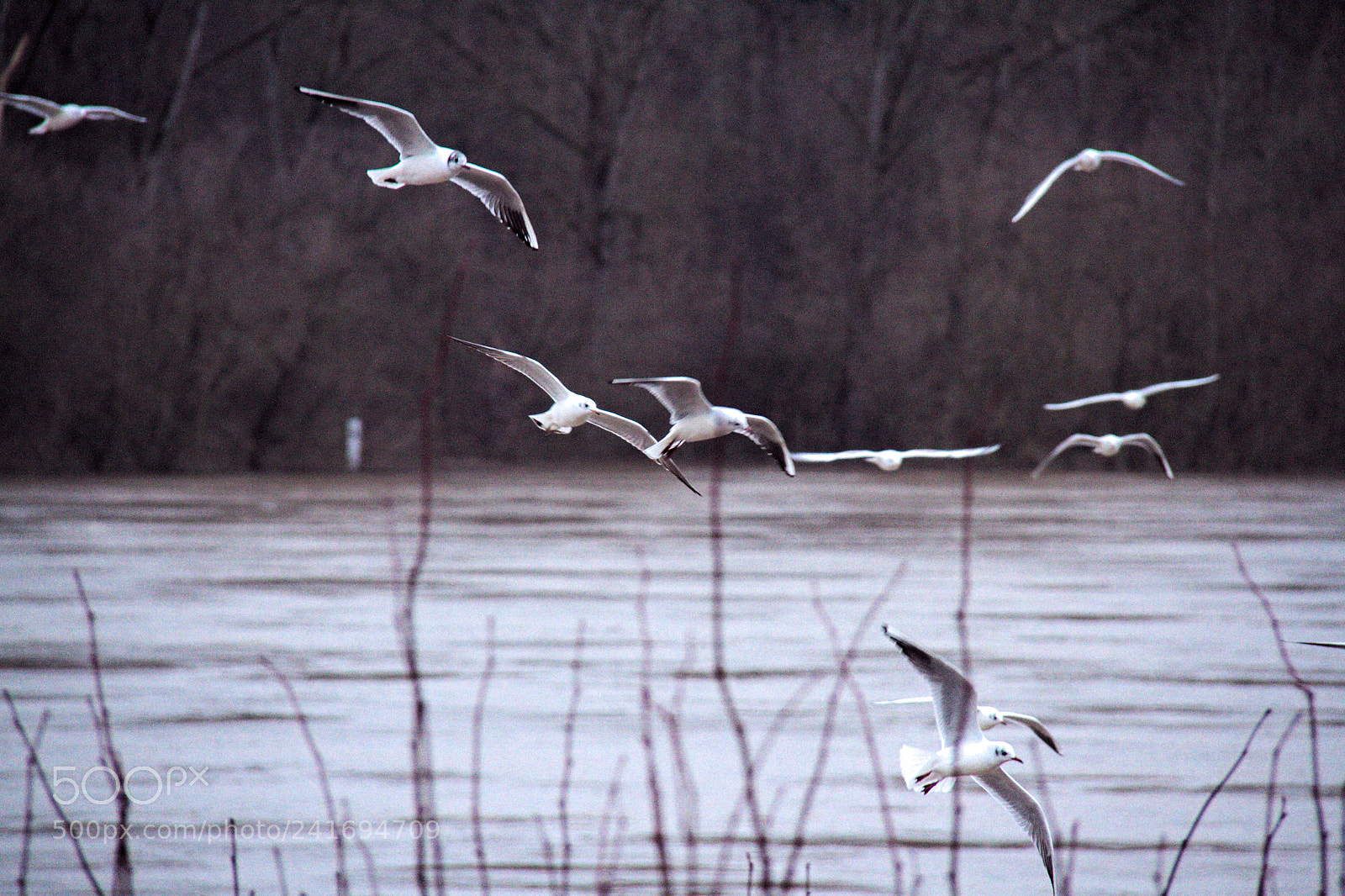 Canon EF-S 18-200mm F3.5-5.6 IS sample photo. Seagulls photography