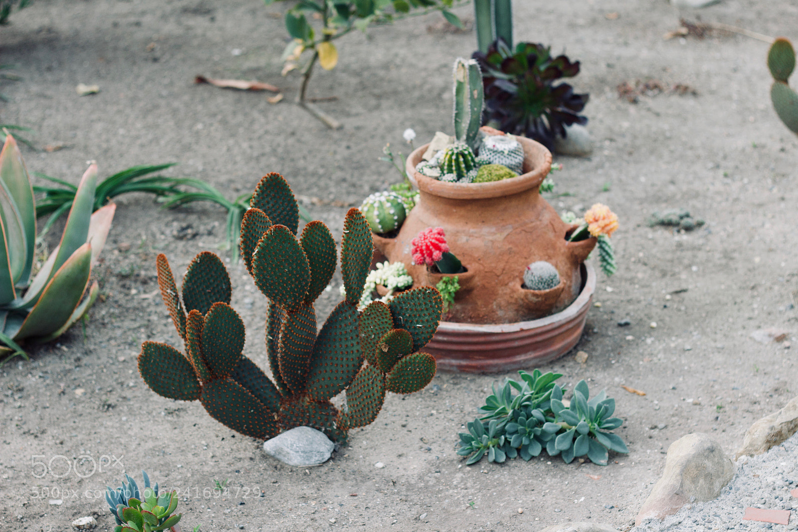 Canon EOS 600D (Rebel EOS T3i / EOS Kiss X5) sample photo. Cactus photography
