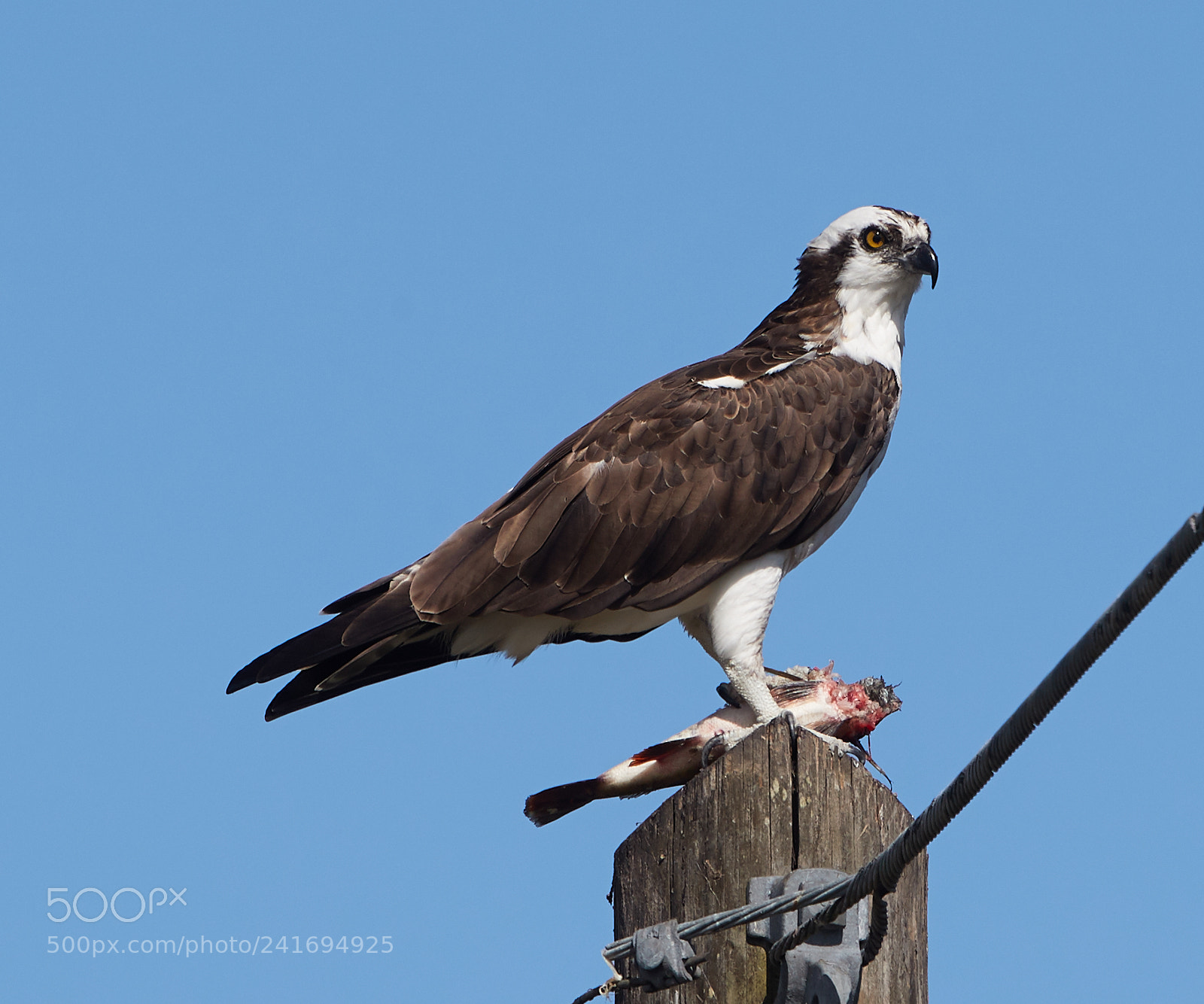 Canon EOS-1D X Mark II sample photo. 01-07-18-8394.jpg photography