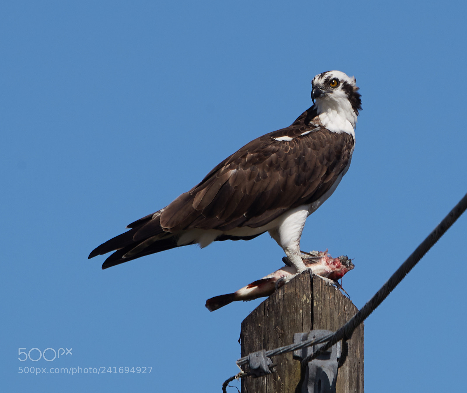 Canon EOS-1D X Mark II sample photo. 01-07-18-8395.jpg photography