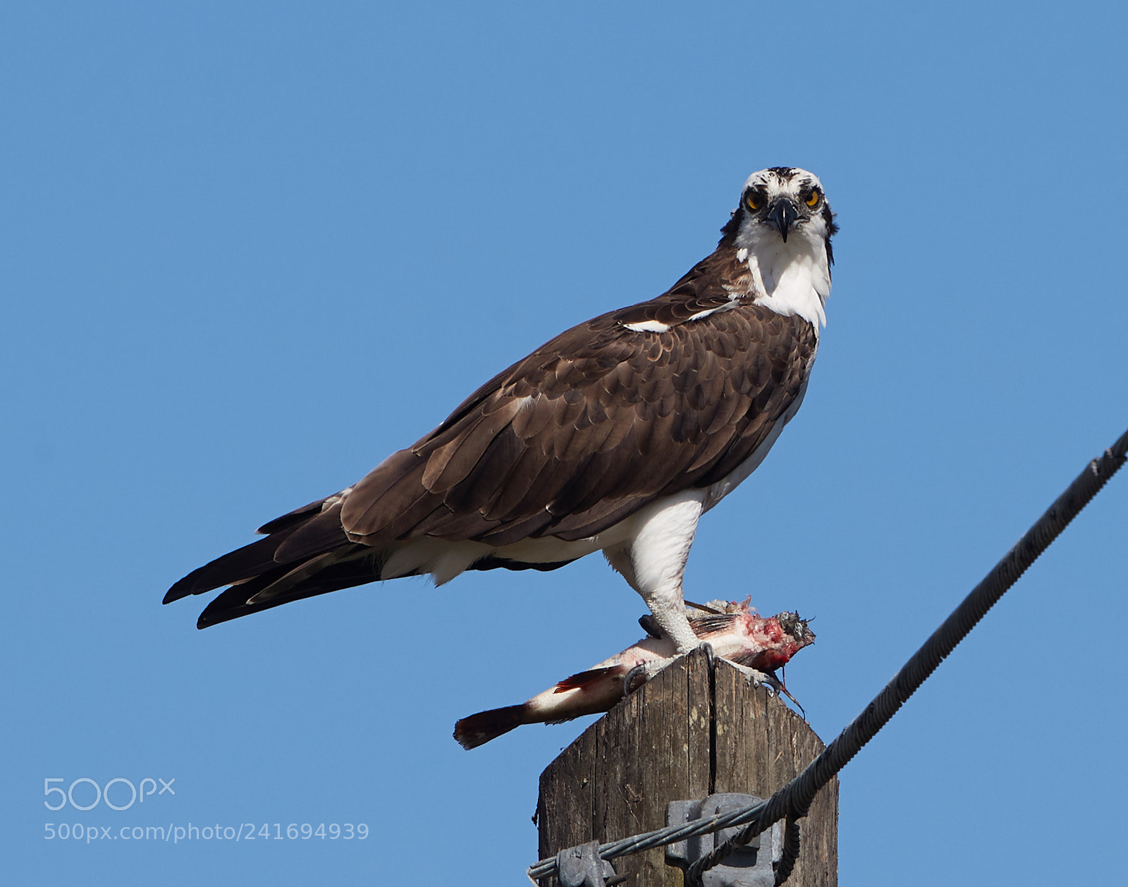 Canon EOS-1D X Mark II sample photo. 01-07-18-8396.jpg photography