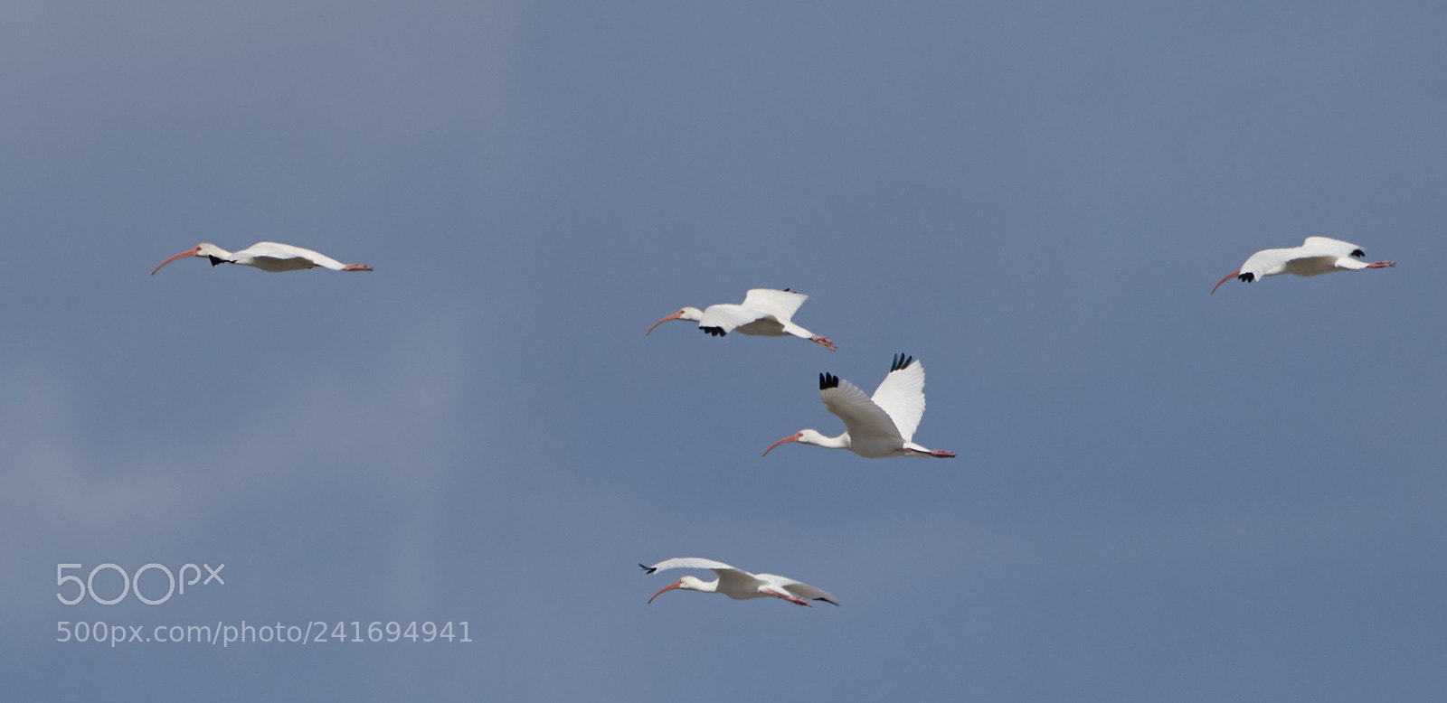 Canon EOS-1D X Mark II sample photo. 01-07-18-8397.jpg photography