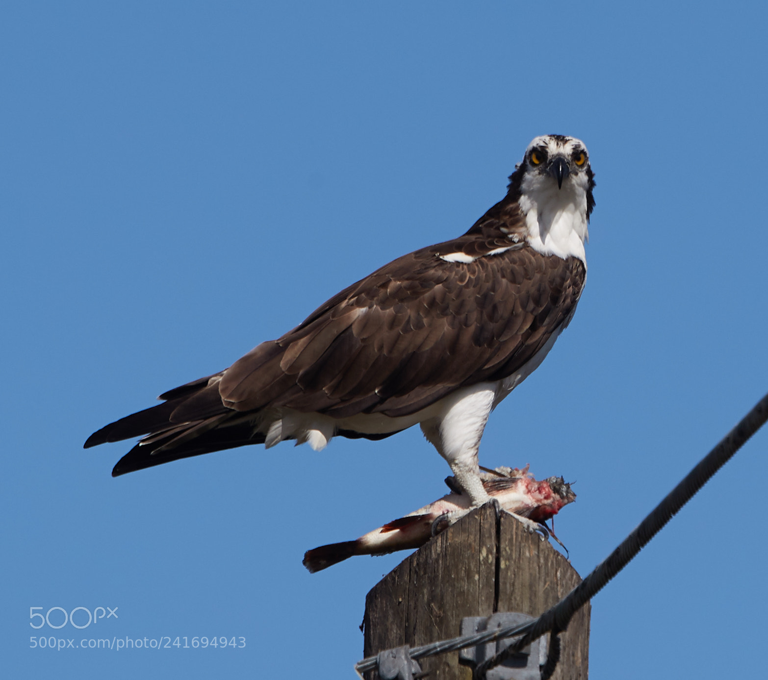 Canon EOS-1D X Mark II sample photo. 01-07-18-8398.jpg photography