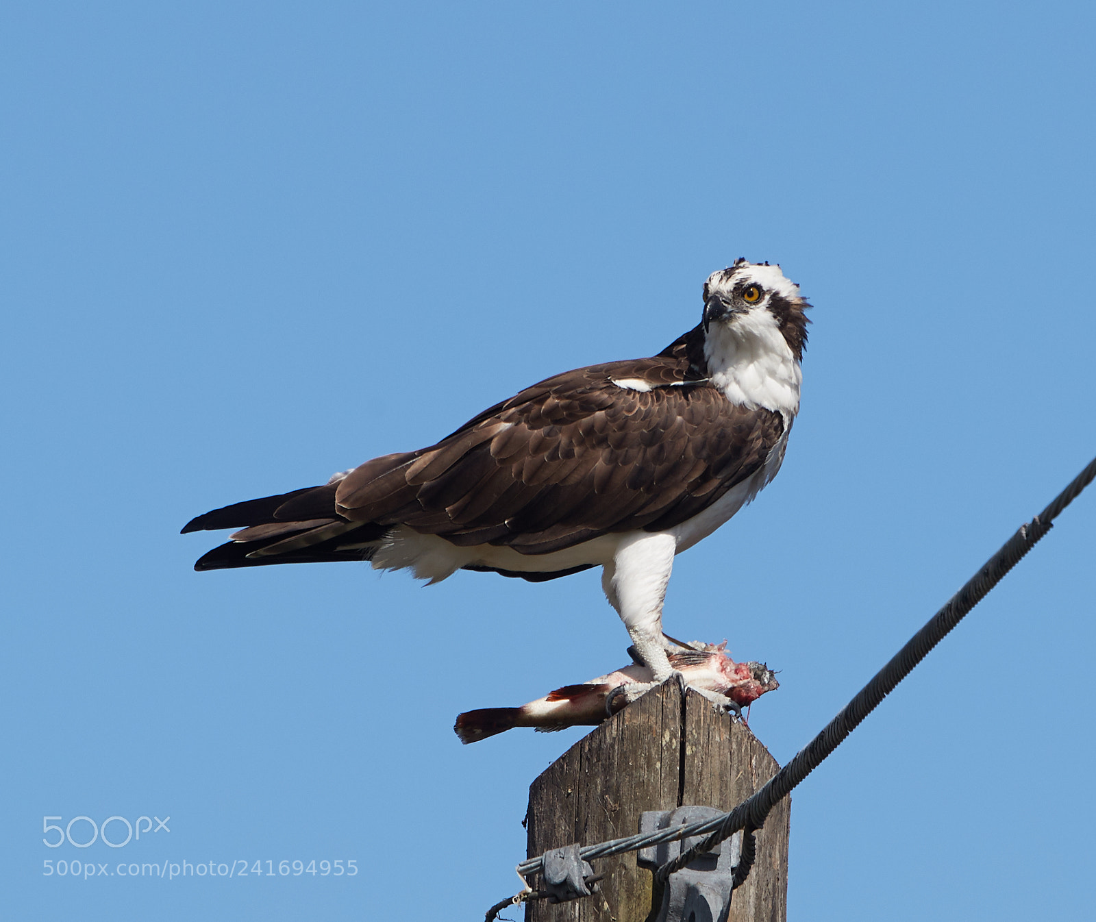 Canon EOS-1D X Mark II sample photo. 01-07-18-8410.jpg photography