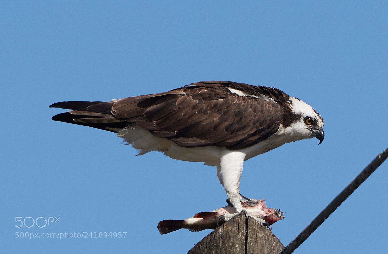 Canon EOS-1D X Mark II sample photo. 01-07-18-8411.jpg photography