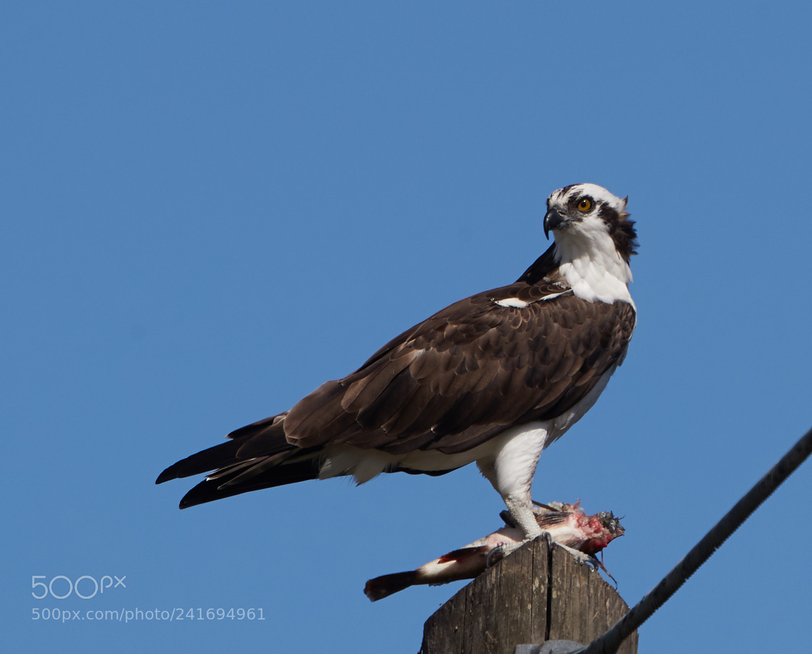 Canon EOS-1D X Mark II sample photo. 01-07-18-8399.jpg photography