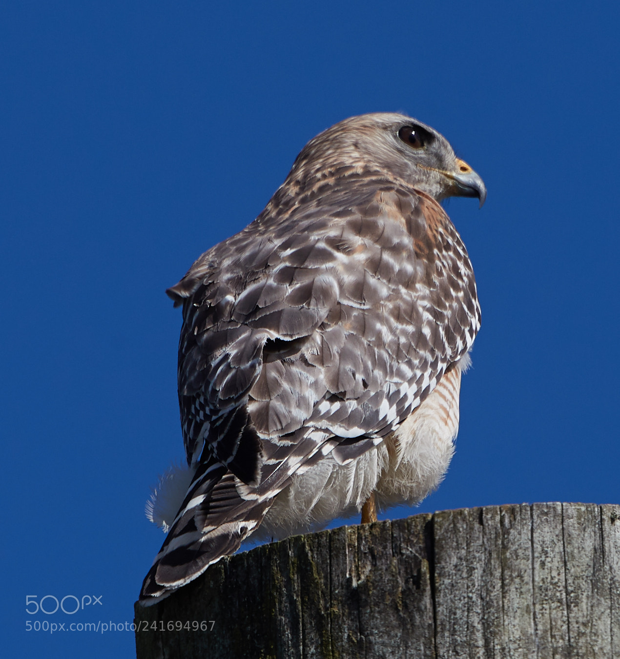 Canon EOS-1D X Mark II sample photo. 01-07-18-8412.jpg photography