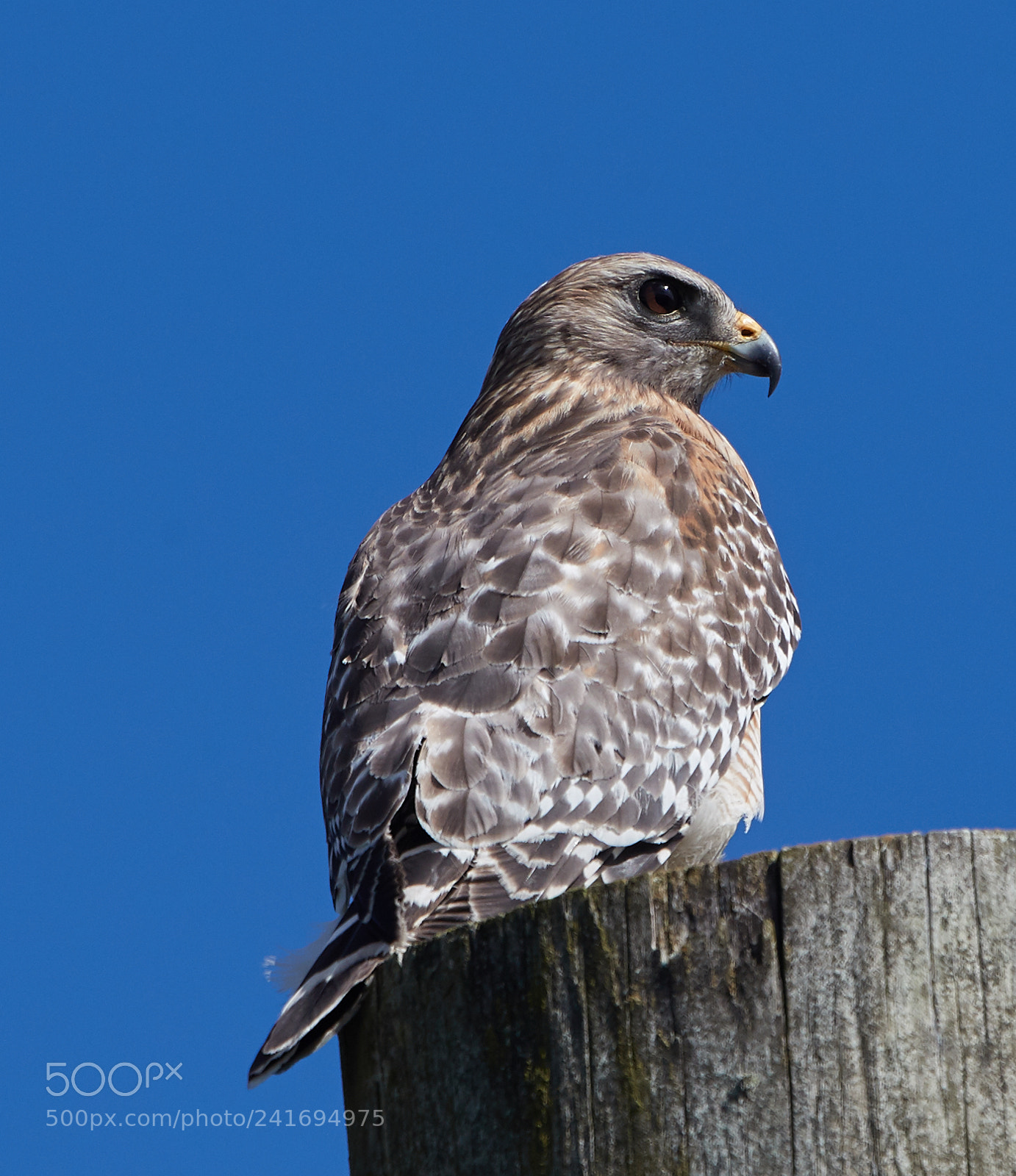 Canon EOS-1D X Mark II sample photo. 01-07-18-8414.jpg photography
