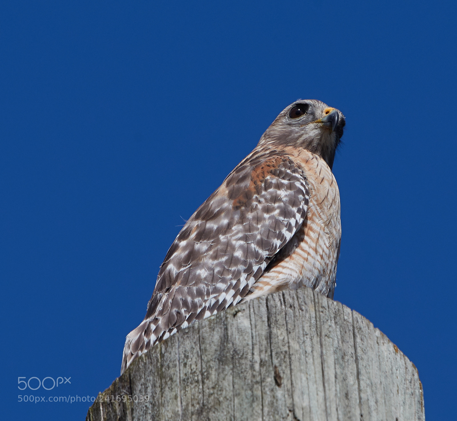 Canon EOS-1D X Mark II sample photo. 01-07-18-8433.jpg photography