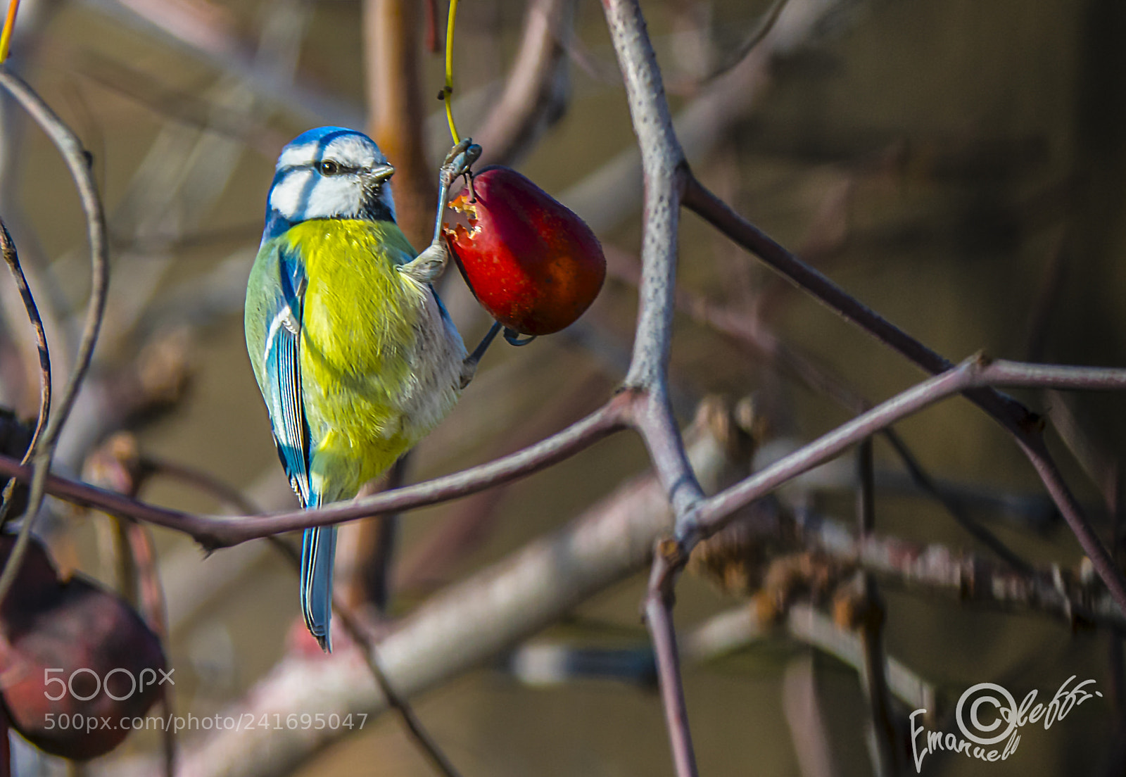 Nikon D3400 sample photo. Cincia allegra sul giuggiolo photography