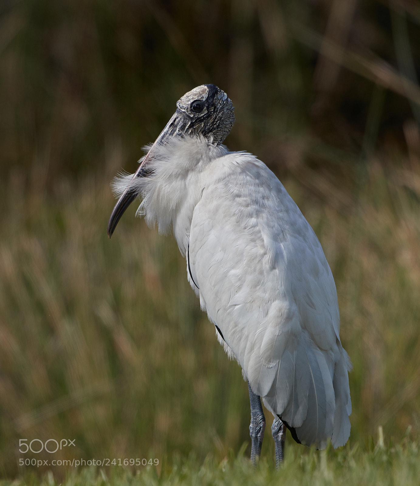 Canon EOS-1D X Mark II sample photo. 01-07-18-8434.jpg photography