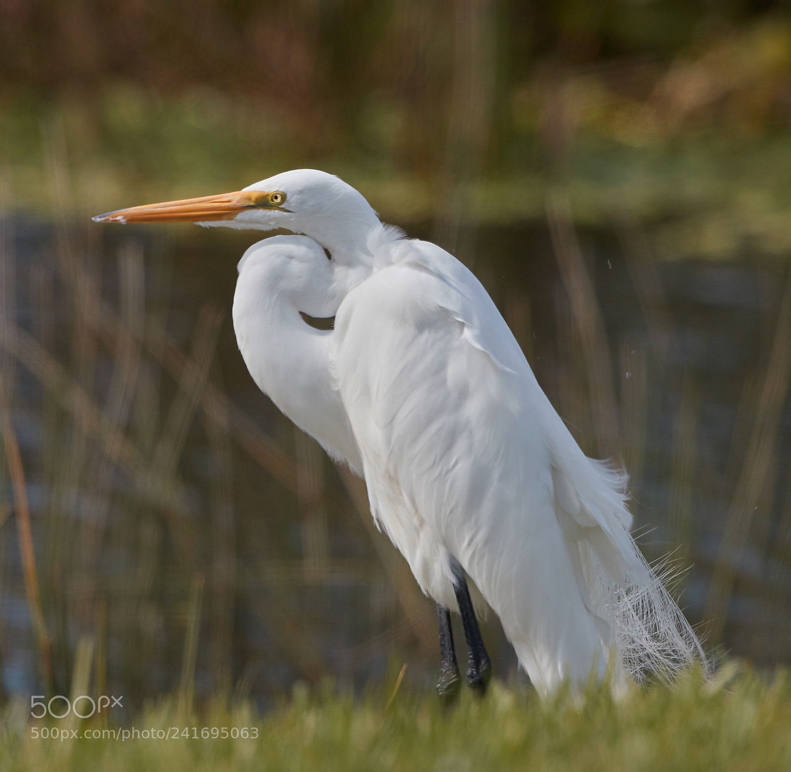 Canon EOS-1D X Mark II sample photo. 01-07-18-8437.jpg photography