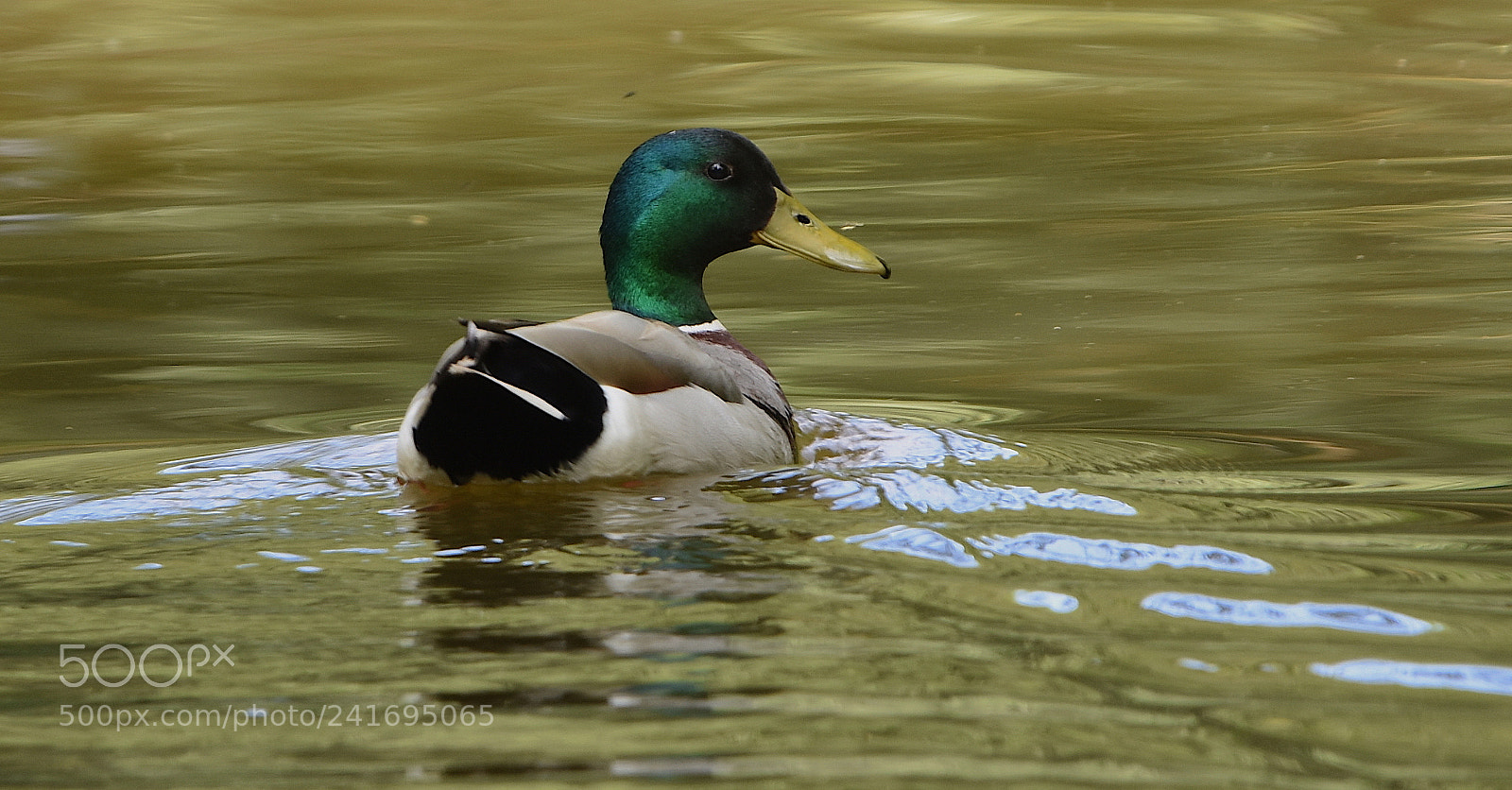 Nikon D7200 sample photo. Duck photography