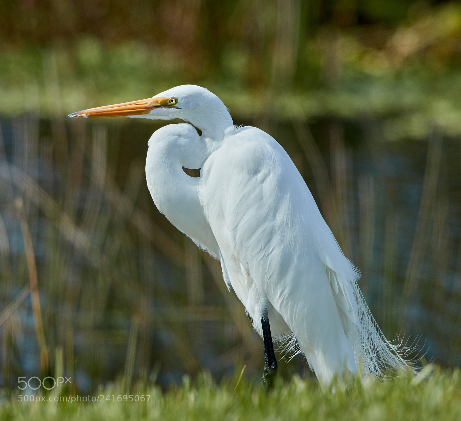 Canon EOS-1D X Mark II sample photo. 01-07-18-8439.jpg photography