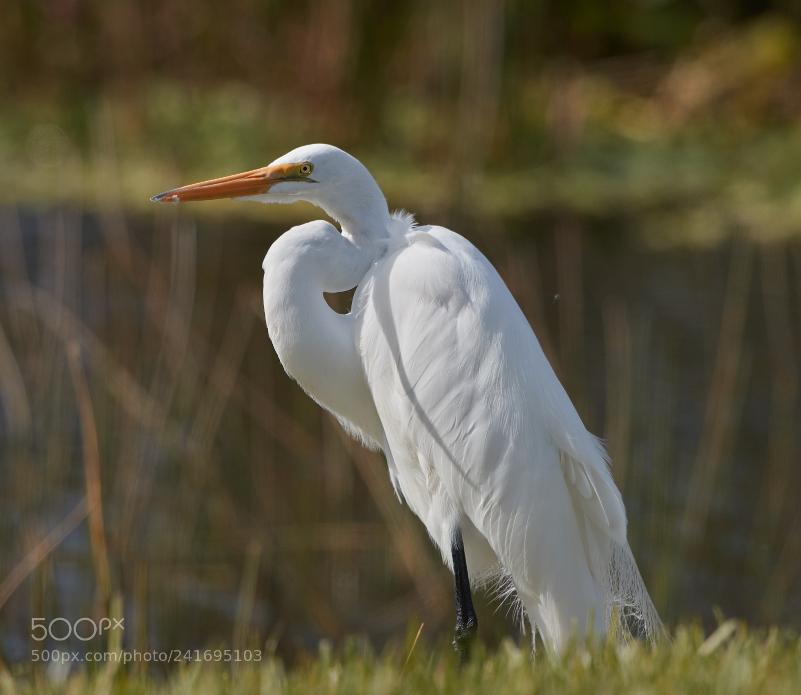 Canon EOS-1D X Mark II sample photo. 01-07-18-8440.jpg photography