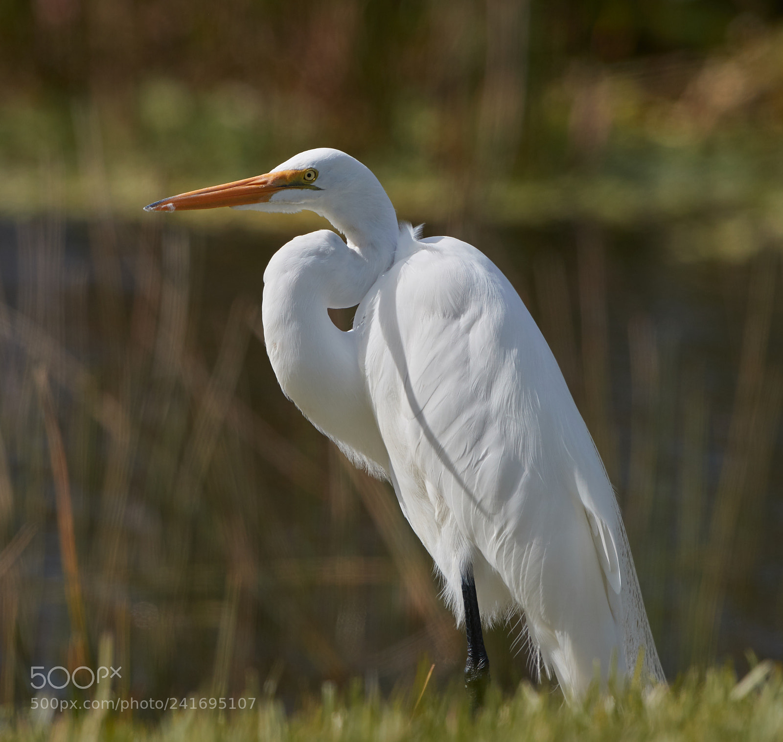 Canon EOS-1D X Mark II sample photo. 01-07-18-8441.jpg photography