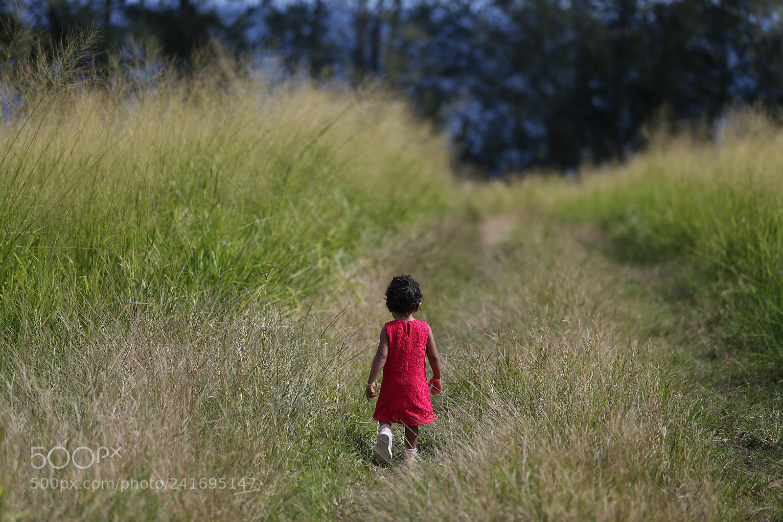 Canon EOS-1D X sample photo. Girl in the meadow photography