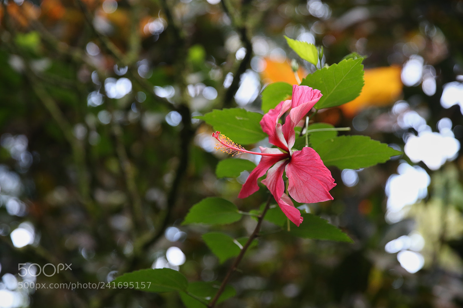 Canon EOS-1D X sample photo. Hawaii flower photography