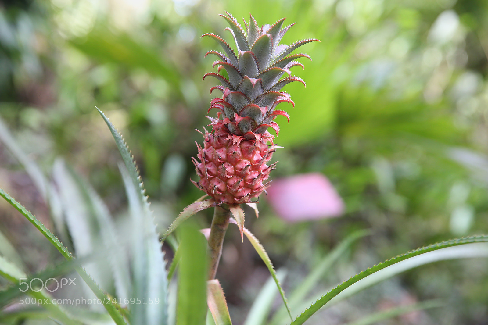 Canon EOS-1D X sample photo. Pineapple photography