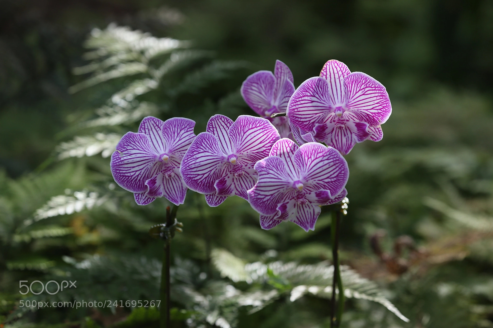 Canon EOS-1D X sample photo. Flowers photography