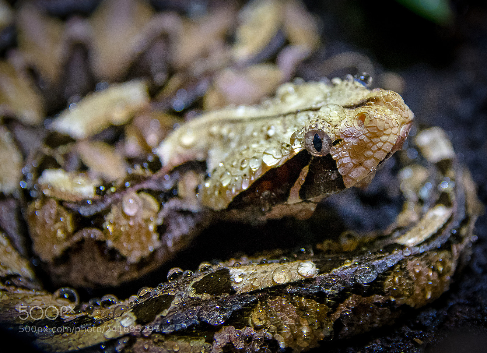 Pentax K-3 sample photo. Bitis gabonica, east african photography