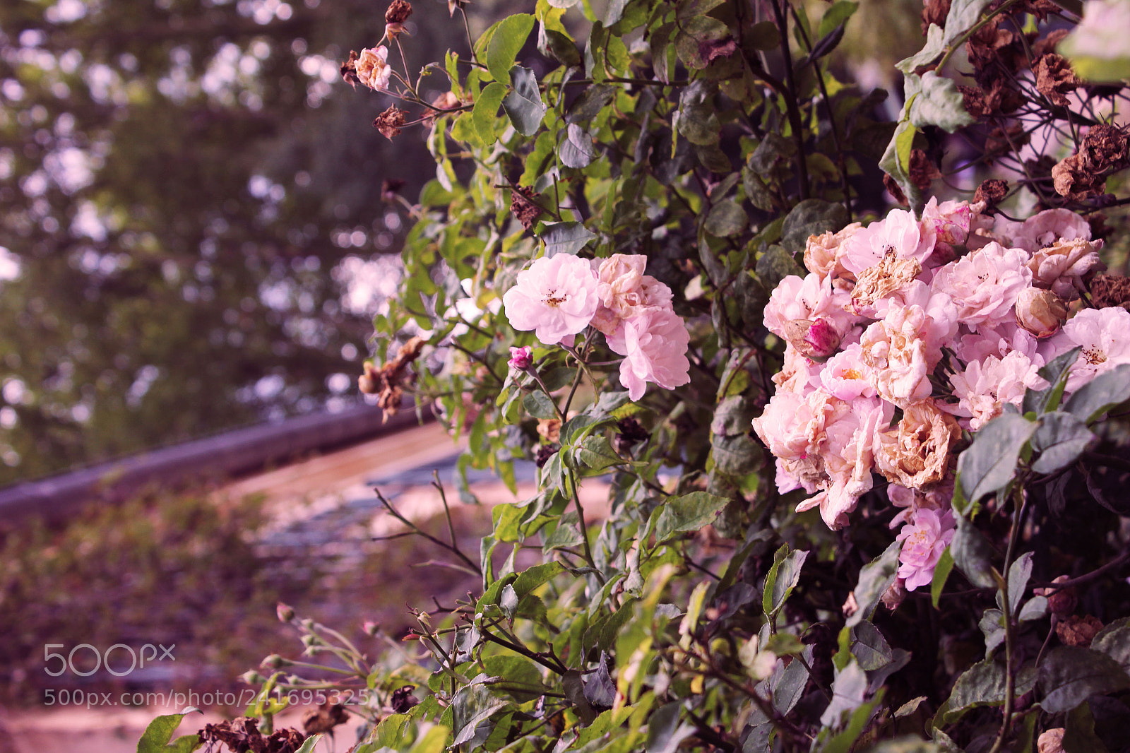 Canon EOS 550D (EOS Rebel T2i / EOS Kiss X4) sample photo. Softness! photography
