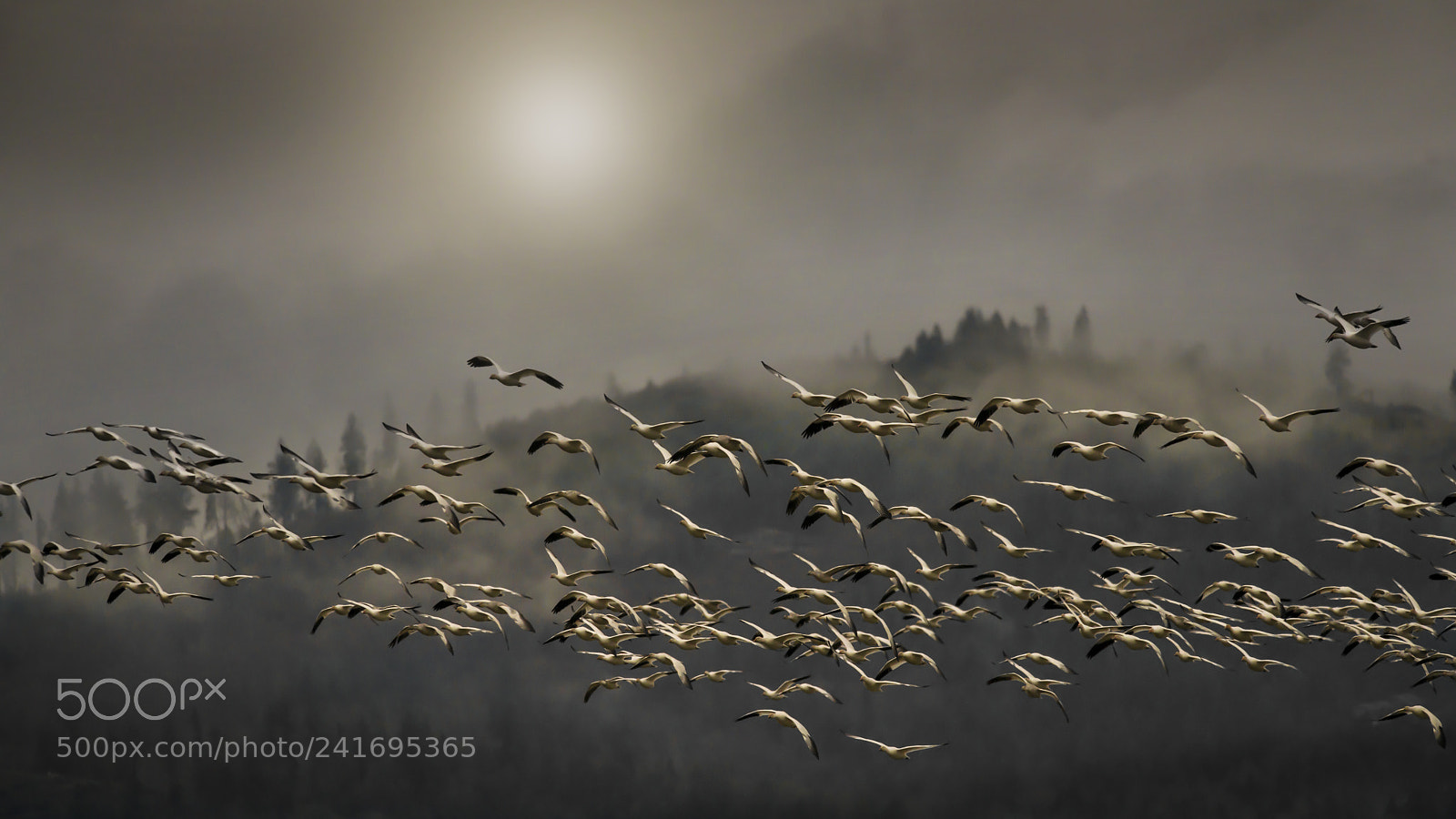 Nikon D800E sample photo. Snow geese in the photography