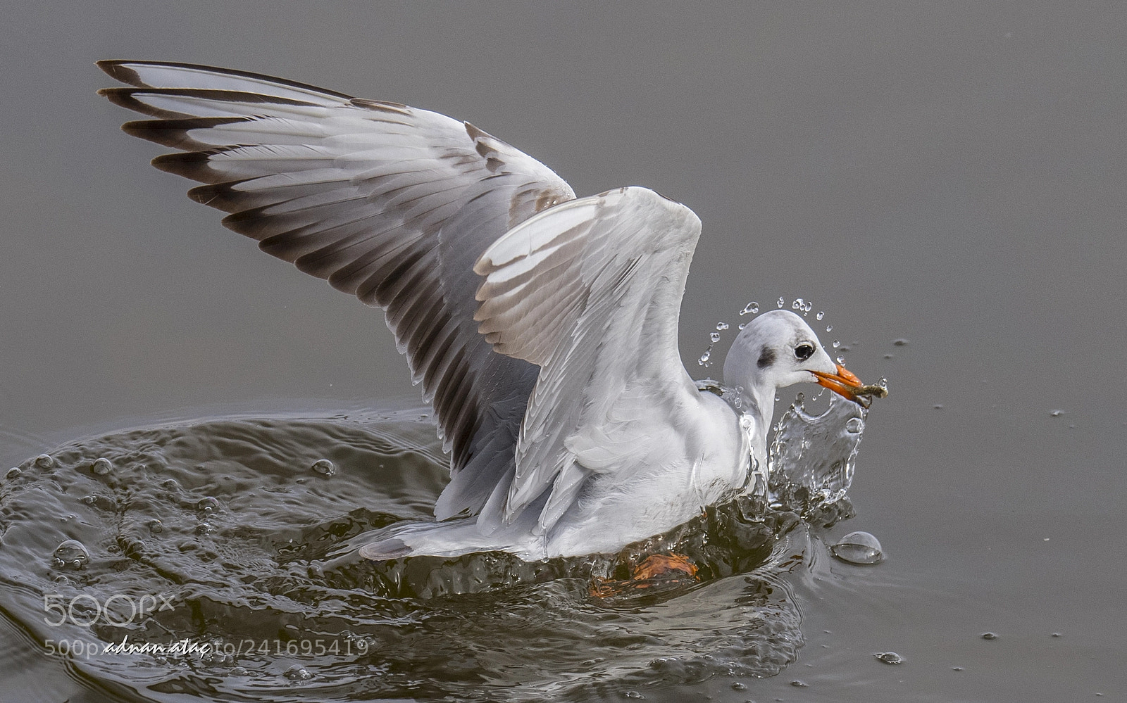Nikon D5 sample photo. Karaba mart - black-headed photography