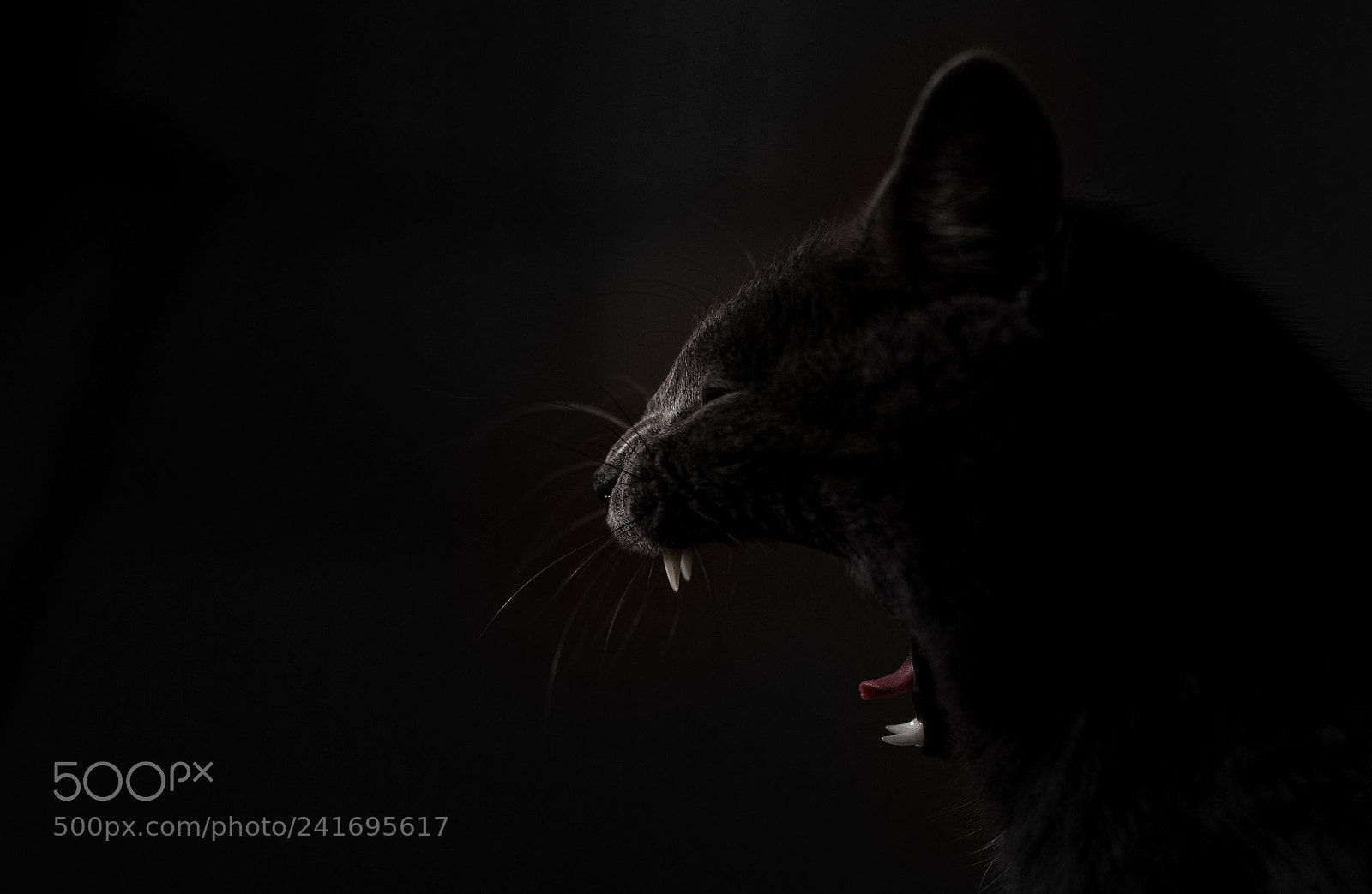 Nikon D7200 sample photo. Yawning photography