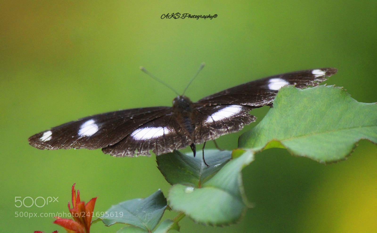 Canon EOS 1300D (EOS Rebel T6 / EOS Kiss X80) sample photo. Life of nature.(butterfly) photography