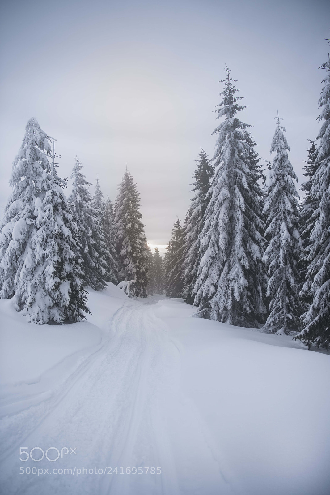 Nikon D810 sample photo. The white land photography