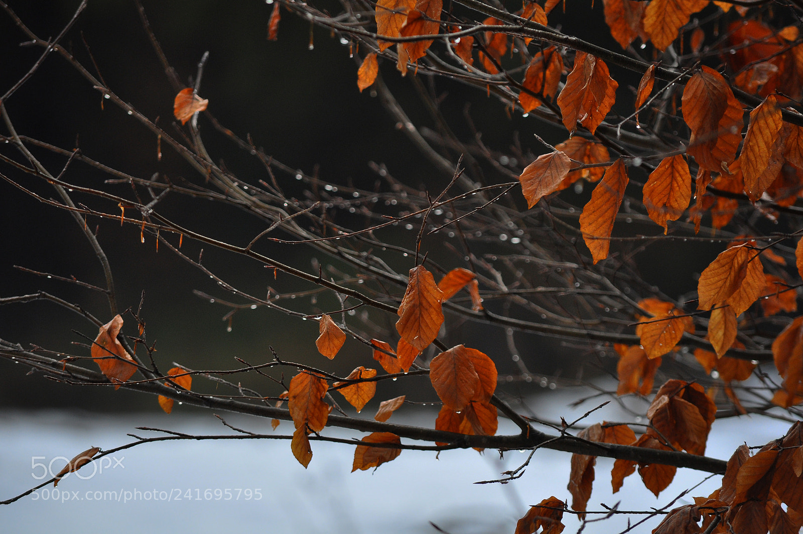 Nikon D90 sample photo. Winter photography