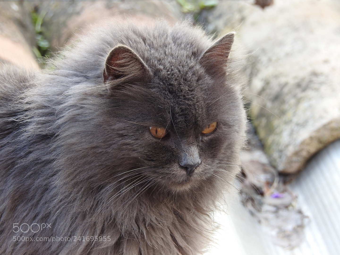 Nikon Coolpix P900 sample photo. I’m watching you photography