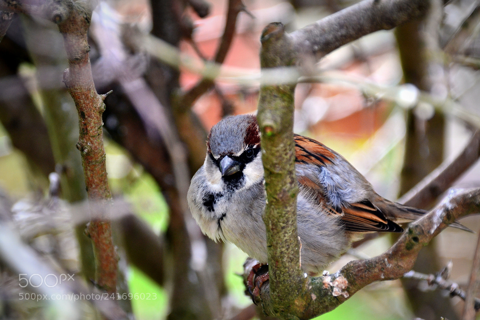 Nikon D3100 sample photo. Not afraid photography